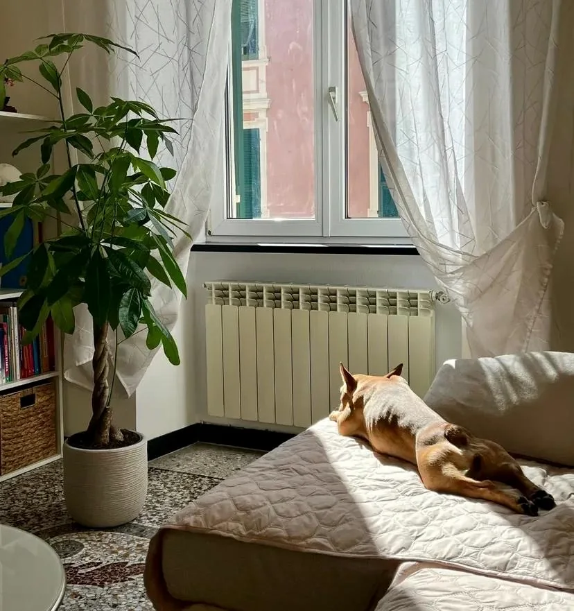 Un cane riposa sul divano in un ambiente domestico