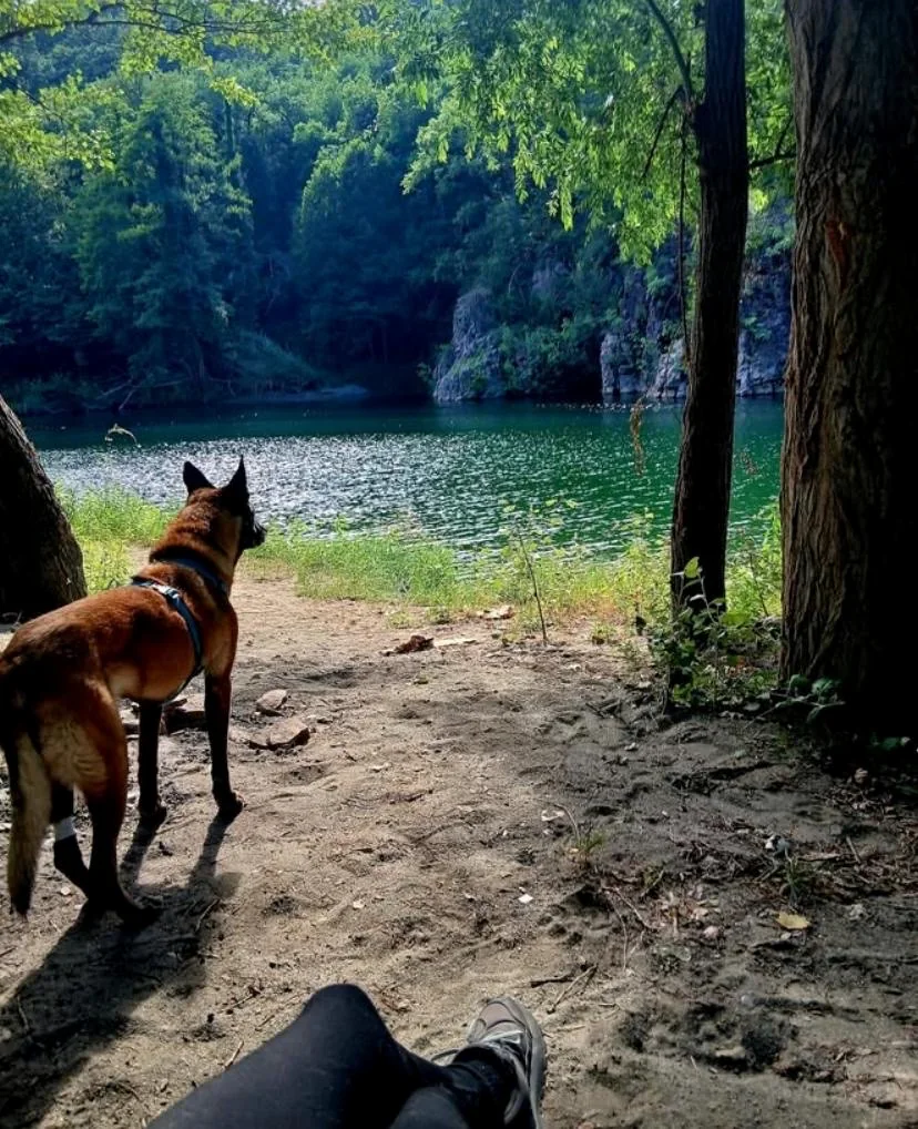 Un cane osserva un lago da un sentiero nel bosco
